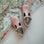Flora T - Strap - Blush Pink t - straps
